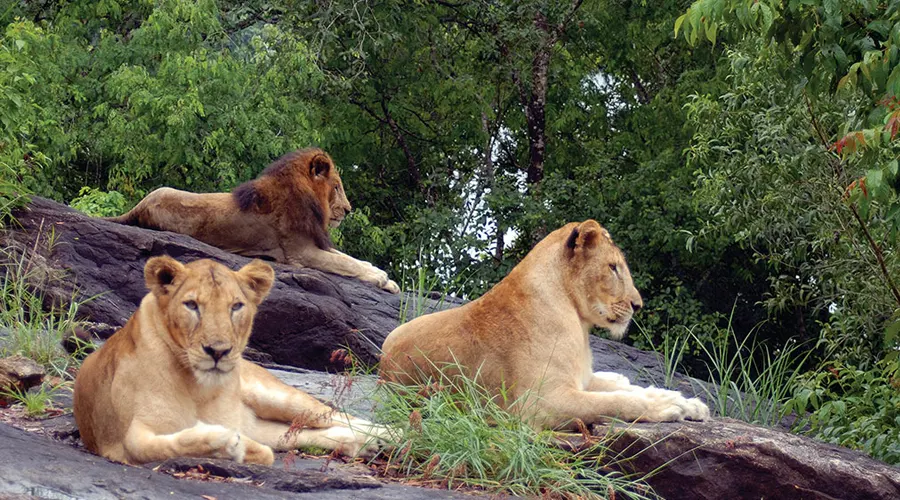 Neyyar Dam & Wildlife Sanctuary